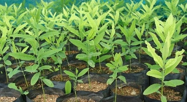 VEDAGRO HORTICULTUR PRIVATE LIMITED